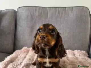 Cocker Spaniel dogs BEAUTIFUL CHOC AND TAN COCKER PUPS READY NOW! - Advert 4