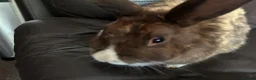 Dutch rabbits for sale: Free roaming Rabbits seek loving home - Advert 4