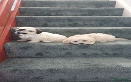 Bichon Frise dogs for sale: Bishon poppy's available  - Image 5