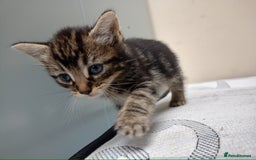 Domestic Shorthair cats for sale: Meshmesh - Image 2