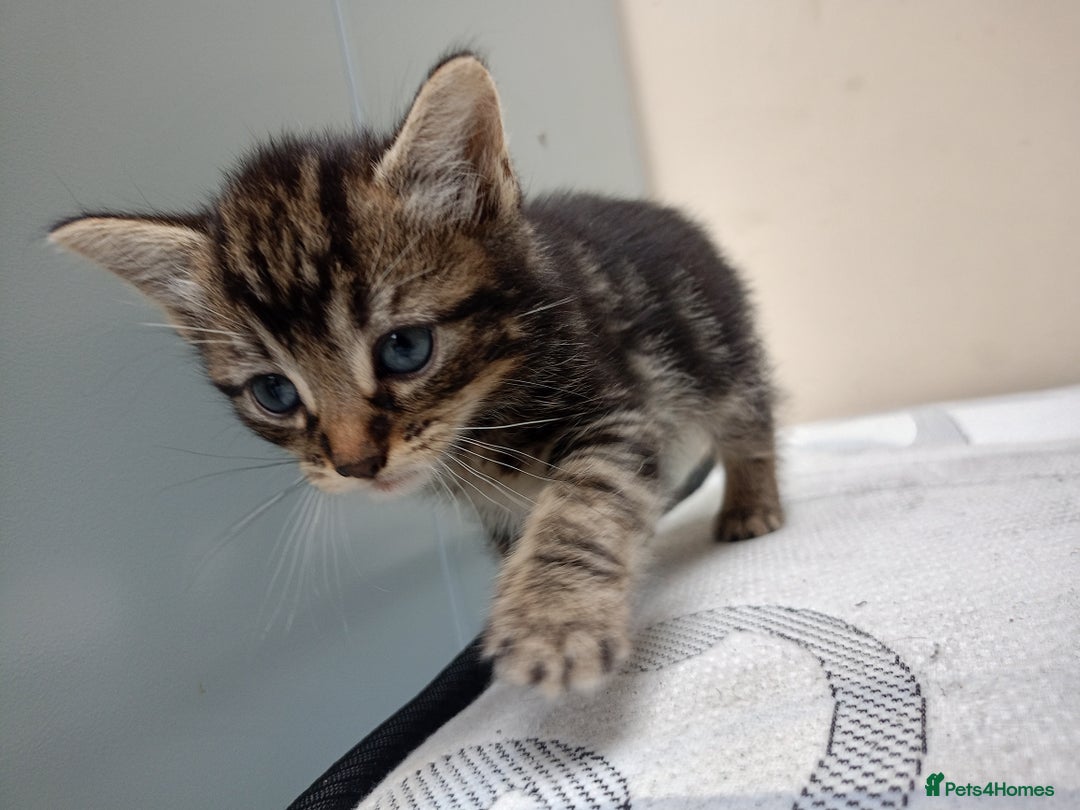 Domestic Shorthair cats for sale: Meshmesh - Image 2