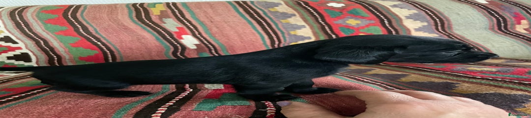 Cockerdor Puppy 6