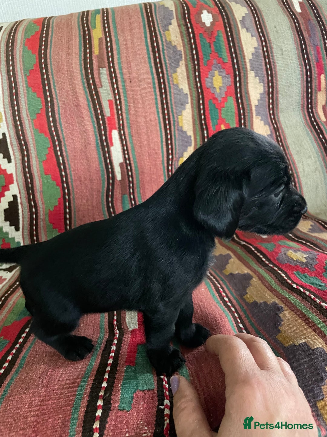 Cockerdor dogs for sale: Outstanding working gun puppies  - Image 11
