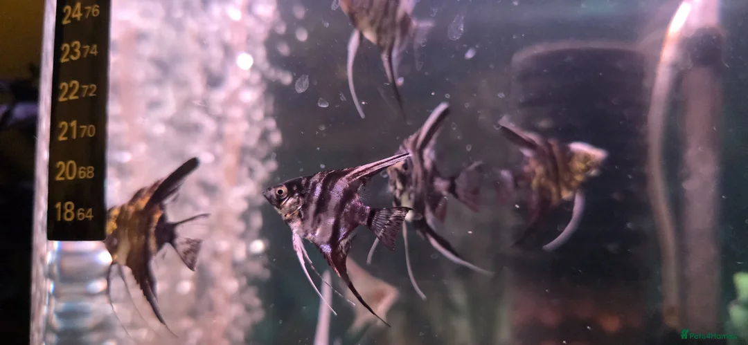 Angelfish fish for sale: Marble Angelfish  in Greenock - Advert 1