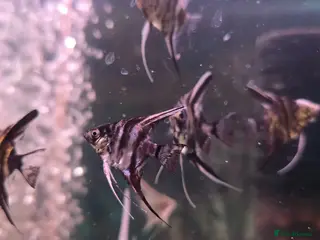 Angelfish fish Marble Angelfish - Advert 8