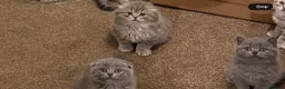 Scottish Fold cats for sale: Scottish Fold and Scottish straight kittens. - Advert 40