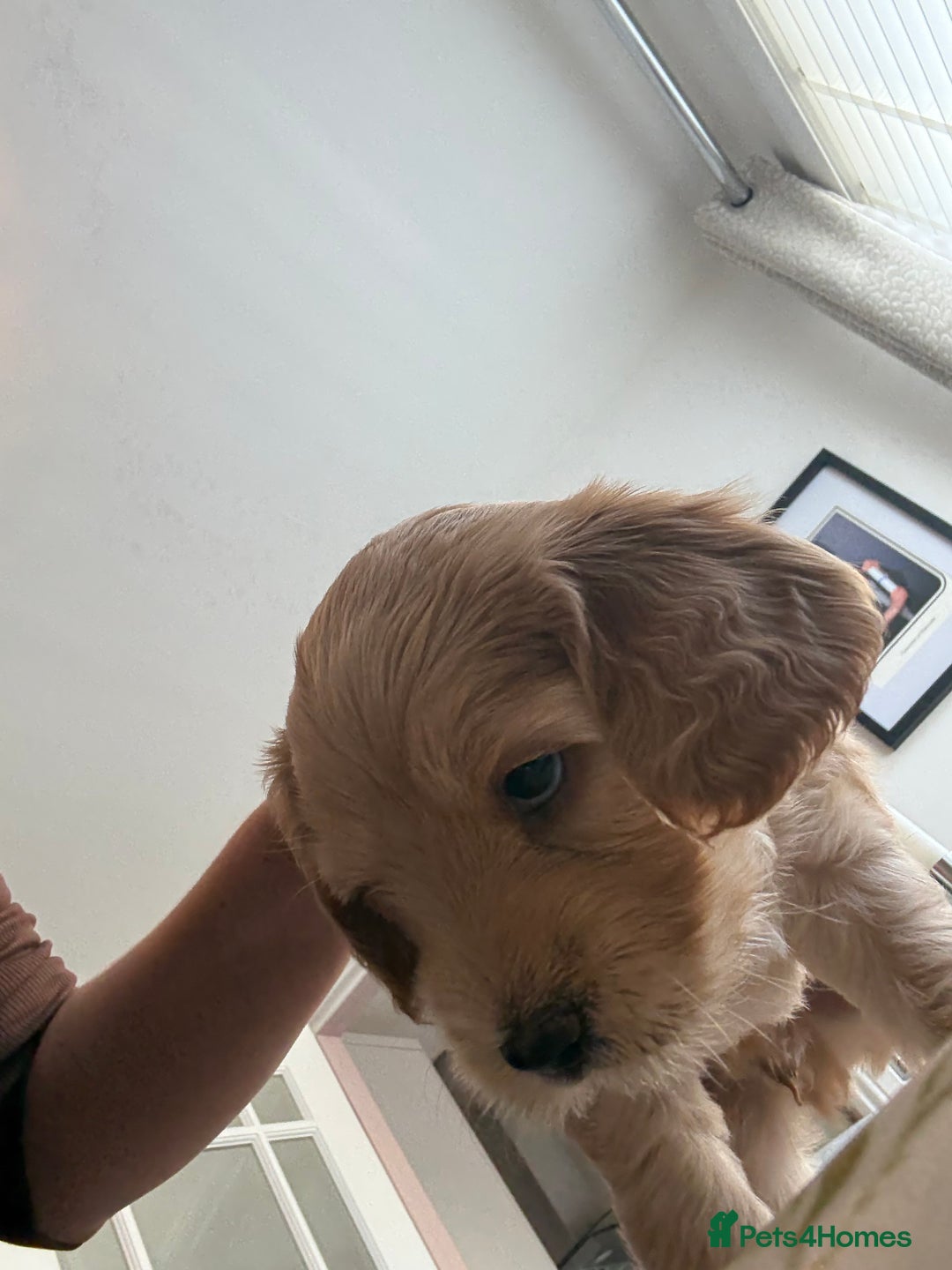 Cockapoo dogs for sale: Beautiful cockapoo pups - Image 8