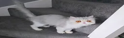 Persian cats for sale: Persian Cat Silver-Mackerel Tabby - GCCF-CFA-Reg  - Advert 4