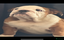 English Bulldog dogs for sale: Kc reg English bulldog puppy - Image 1