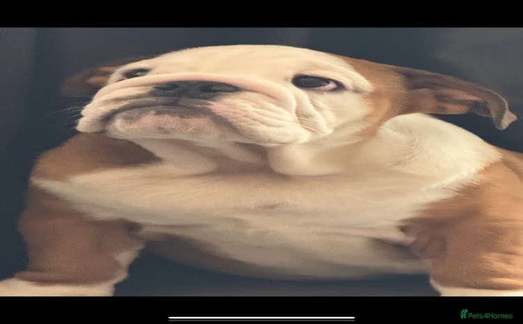 English Bulldog dogs - Advert 12
