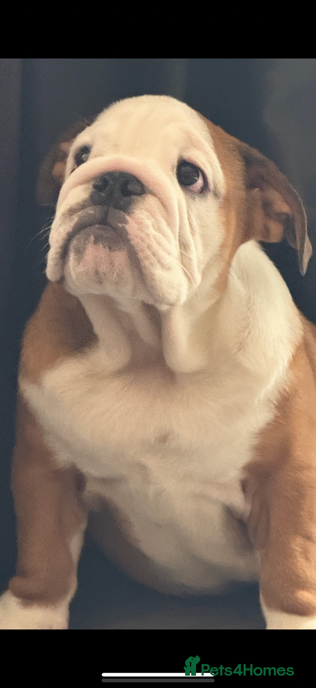 English Bulldog dogs for sale: Kc reg English bulldog puppy - Image 1