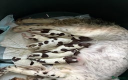 English Springer Spaniel dogs for sale: Beautiful Springer Spaniel working line - Image 1