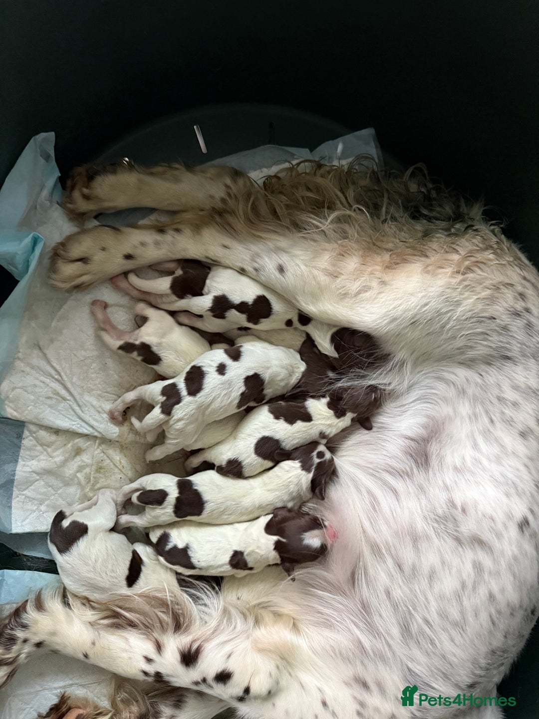 English Springer Spaniel dogs for sale: Beautiful Springer Spaniel working line - Image 1