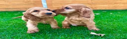 Cocker Spaniel dogs for sale: Golden Show CockerSpaniel Babies 🐾🐾🐾 - Advert 4
