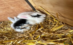 Lionhead rabbits for sale: Lionhead bunny - Image 4