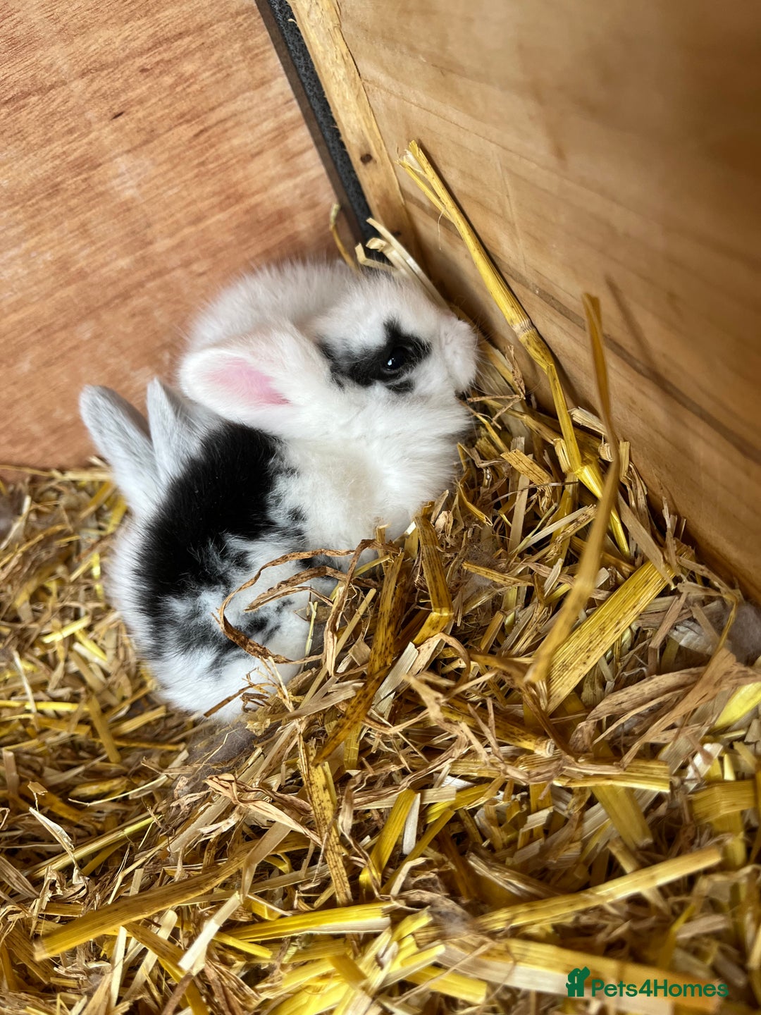 Lionhead rabbits for sale: Lionhead bunny - Image 4