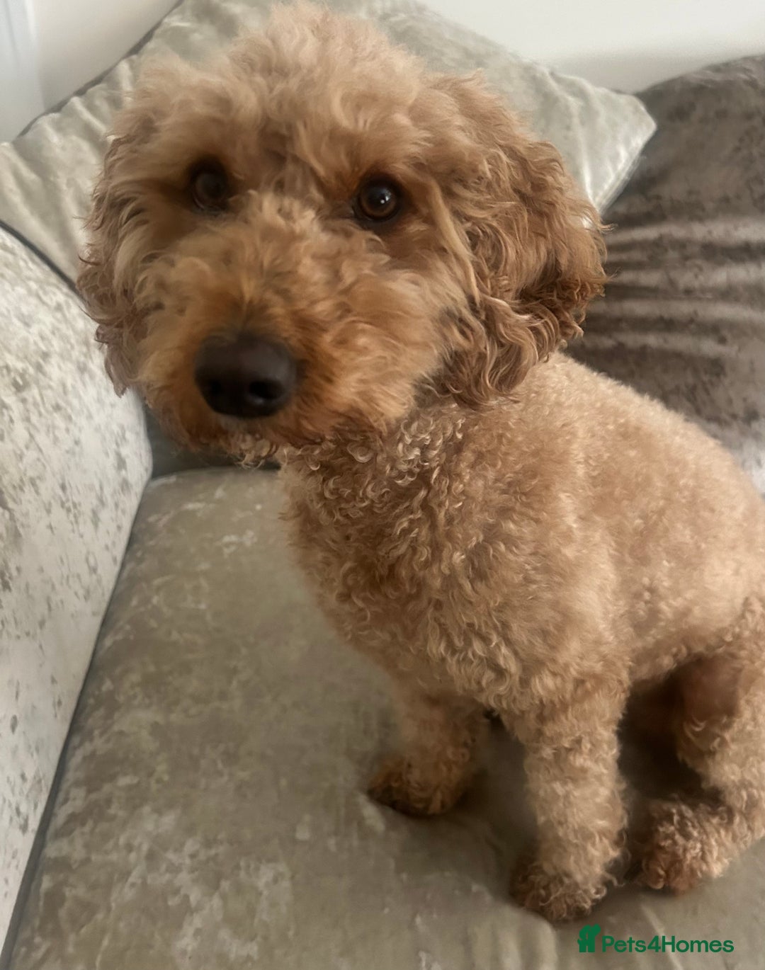 Mixed Breed dogs for sale: Beautiful, fun,loving, affectionate, Cockerpoochi. - Advert 5