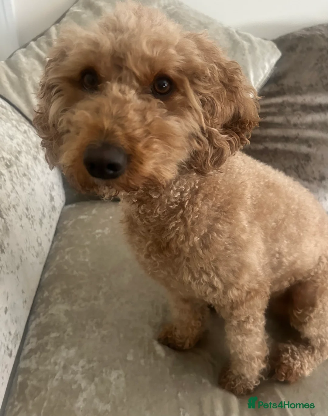 Mixed Breed dogs for sale: Beautiful, fun,loving, affectionate, Cockerpoochi. - Advert 5