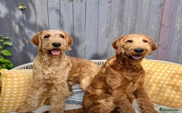 Irish Doodle dogs for sale: F1 Standard Irish-doodles Parents DNA Clear & Hips - Image 7
