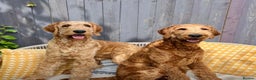 Irish Doodle dogs for sale: F1 Standard Irish-doodles Parents DNA Clear & Hips - Advert 7