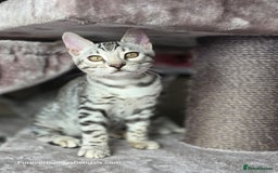 Bengal cats for sale: Bengal Kitten 2 - Outstanding Silver Rosetted Tica Bengal Kittens  - Image 22