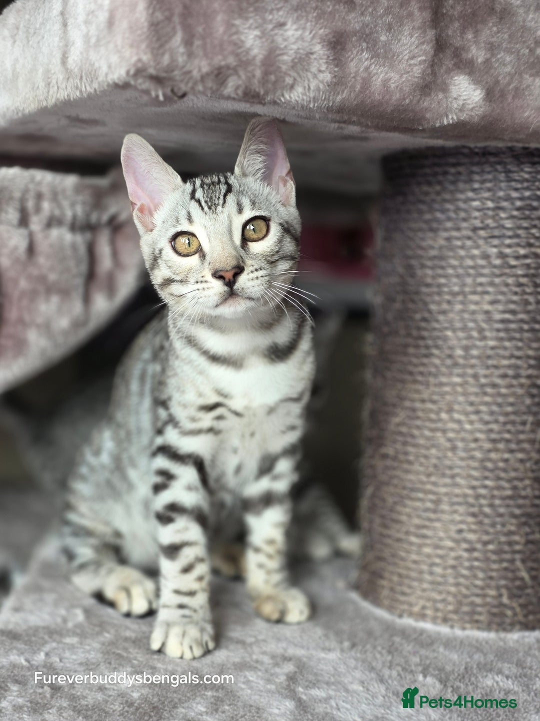 Bengal cats for sale: Bengal Kitten 2 - Outstanding Silver Rosetted Tica Bengal Kittens  - Image 22
