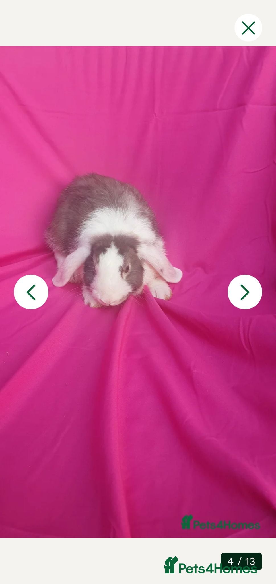 Mini Lop rabbits Mini lop  - Advert 1