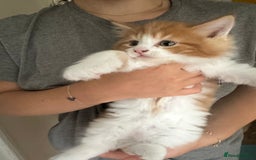 Mixed Breed cats for sale: 5 Maine Coon cross kittens available💞 - Image 10