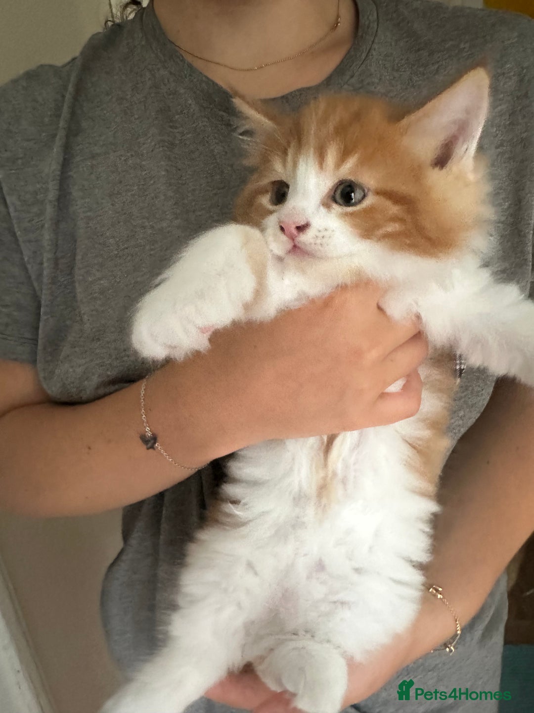 Mixed Breed cats for sale: 5 Maine Coon cross kittens available💞 - Image 10