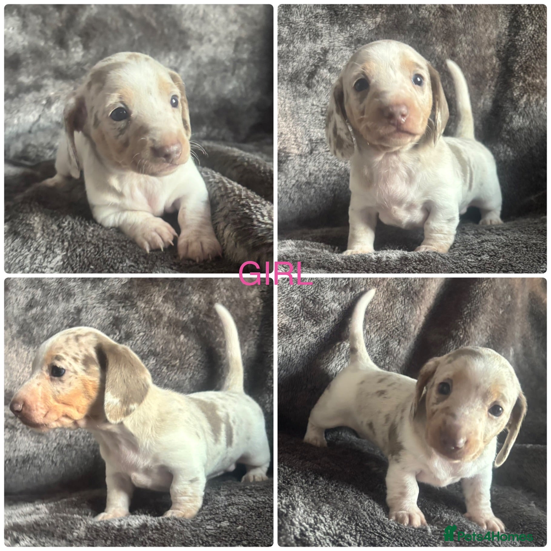 Miniature Dachshund dogs ADORABLE KC MINIATURE DACHSHUND PUPPYS - Advert 1
