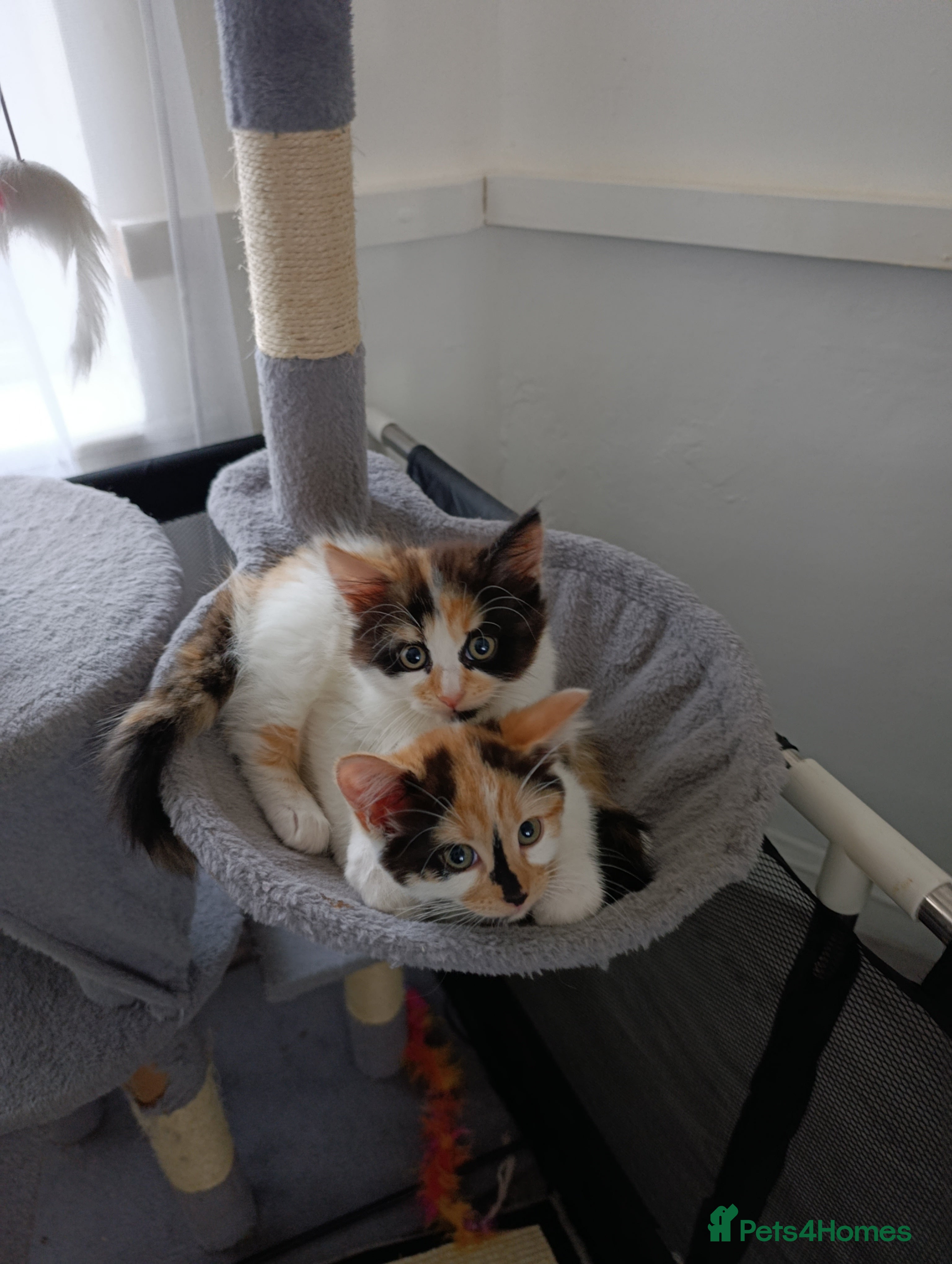 Mixed Breed cats Mini covs :D - Advert 10