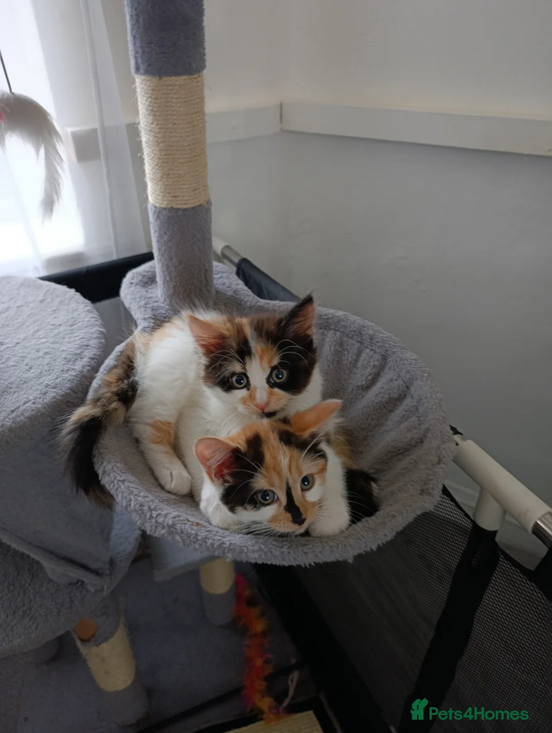 Mixed Breed cats for sale: Mini covs :D - Advert 1