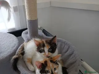 Mixed Breed cats Mini covs :D - Advert 10