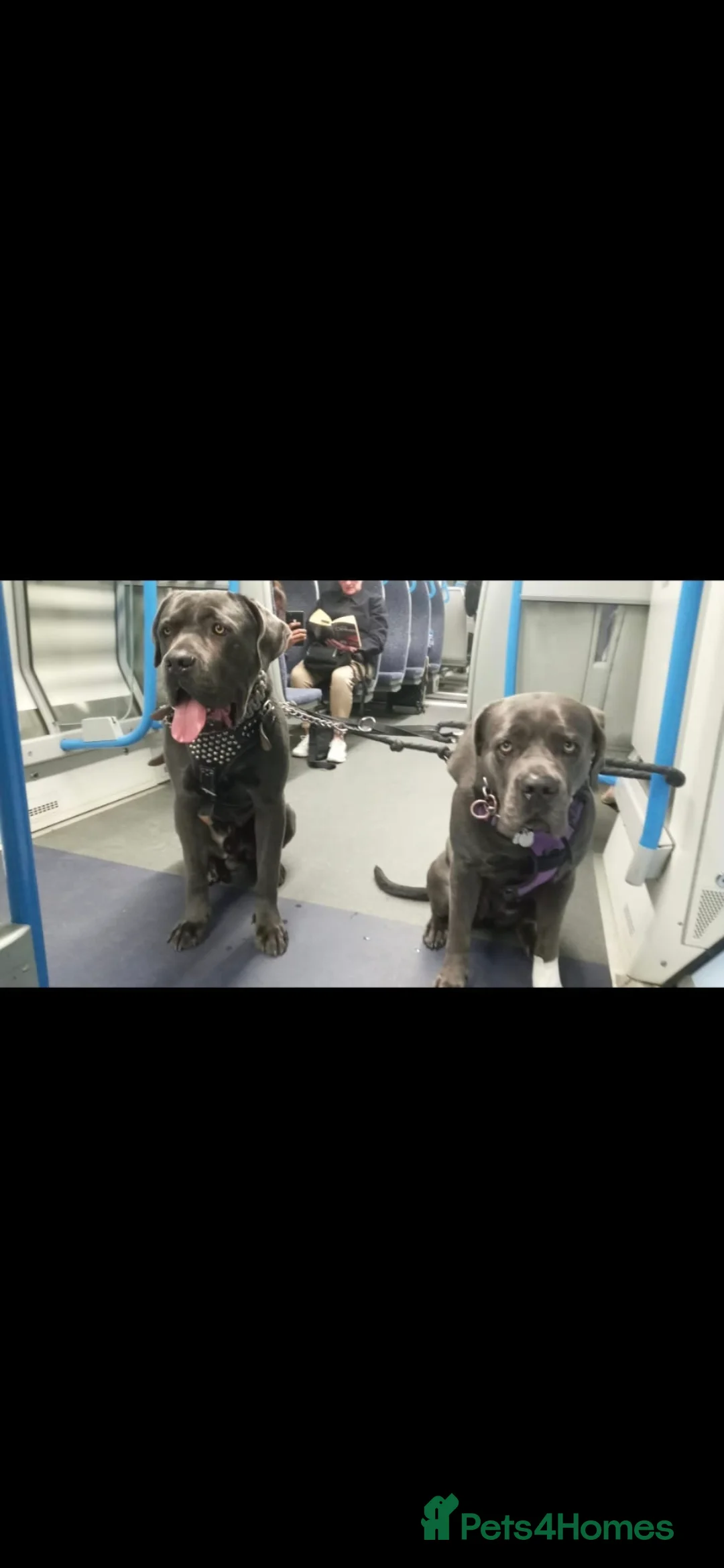 Cane Corso dogs for sale: Beautiful Girl looking for a new home - Advert 6