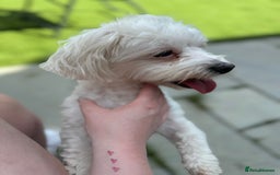 Mixed Breed dogs for sale: Loving dog Winter looking for her forever home - Image 17