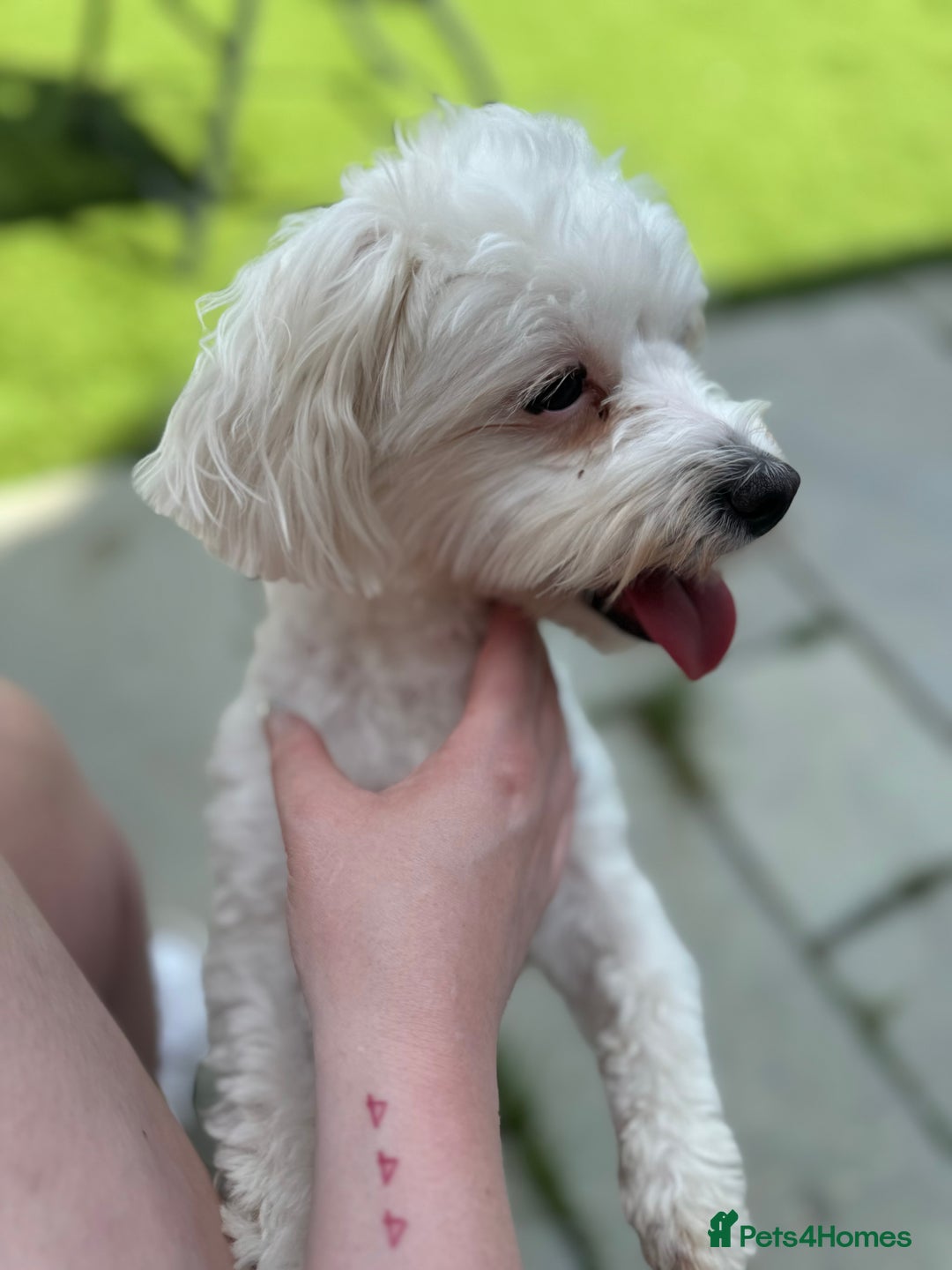 Mixed Breed dogs for sale: Loving dog Winter looking for her forever home - Image 17