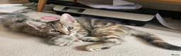 Mixed Breed cats for sale: 2 tabby girl kittens unusual colourings  - Advert 4