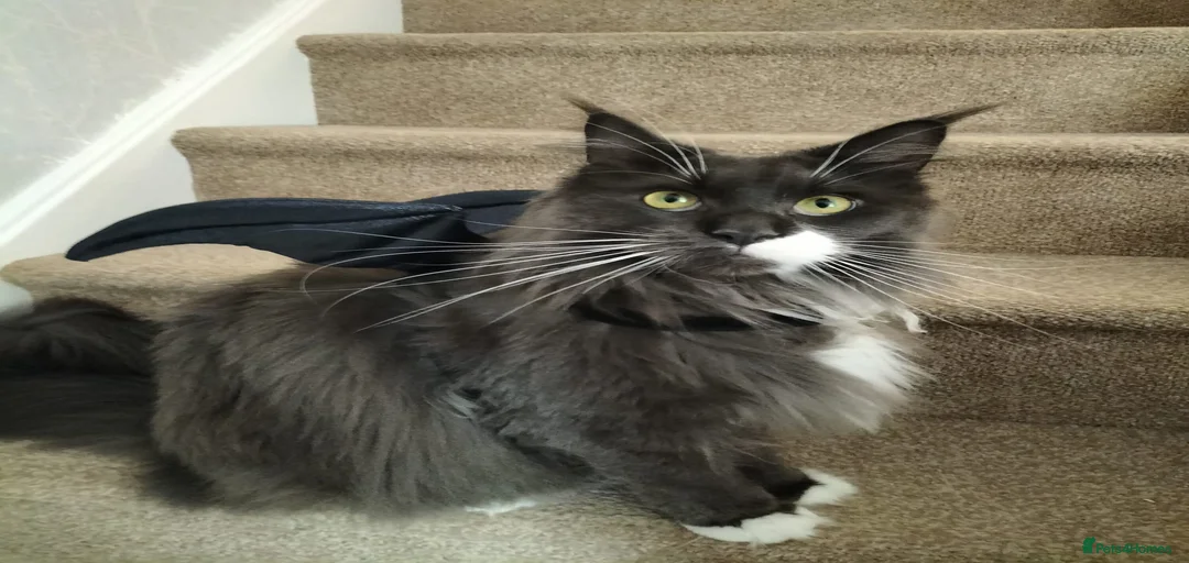 Gallery Image {{count}}