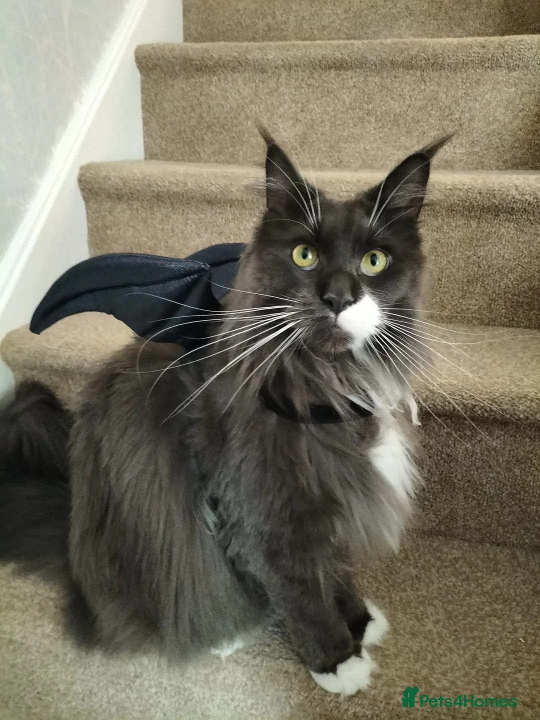 Gallery Image {{count}}