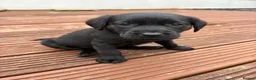 Labrador Retriever dogs for sale: KC Registered Black Labrador Puppies - Advert 12