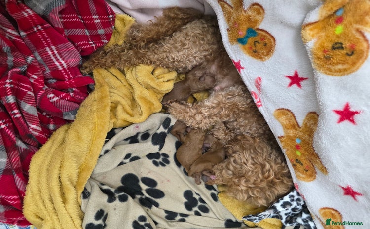 Toy Poodle dogs - Advert 1
