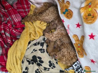 Toy Poodle dogs Our Beautiful Red little Girls for sale - Advert 1