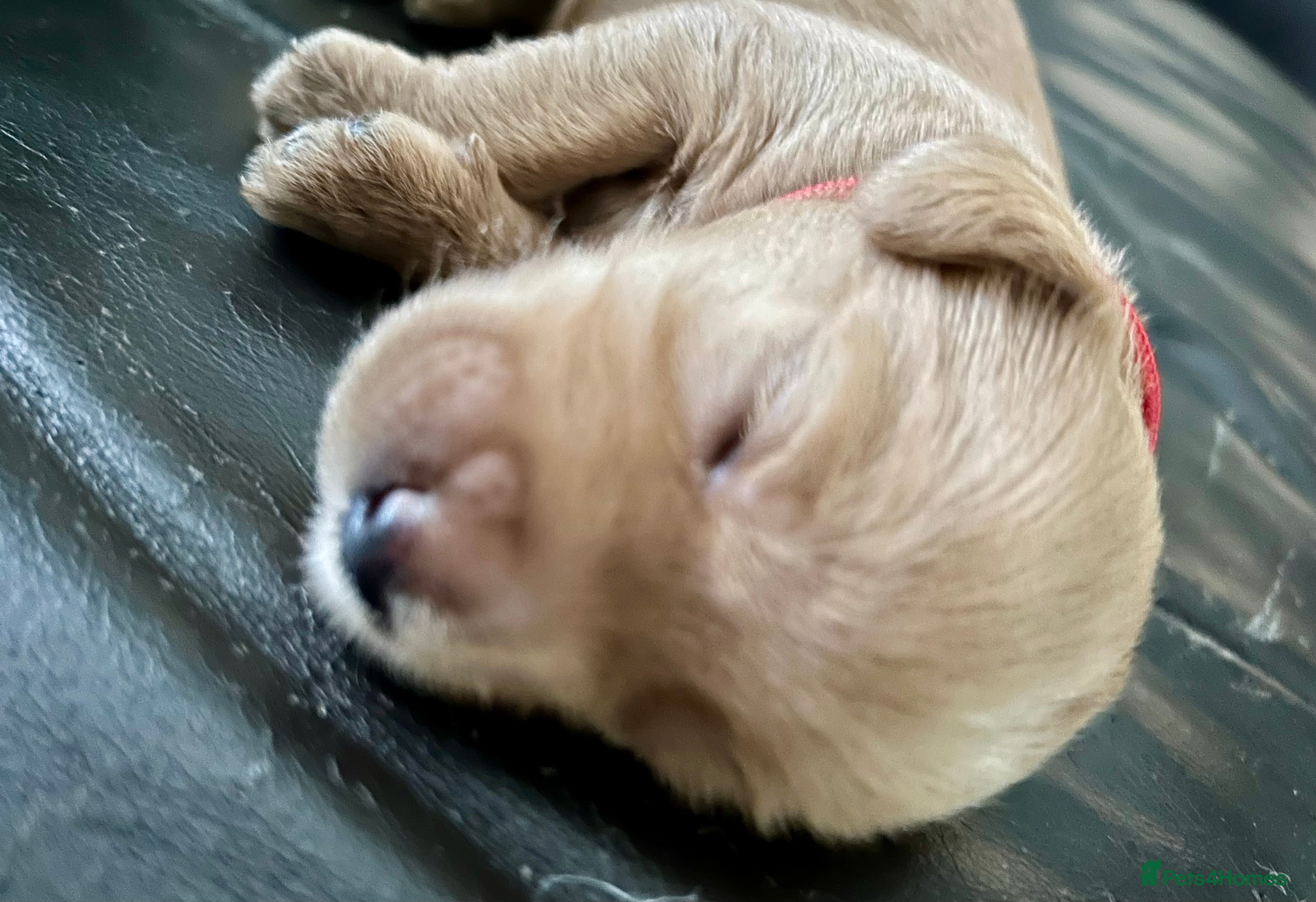 Labradoodle dogs Cute 🥰 Miniature Labradoodle Pups  - Advert 2