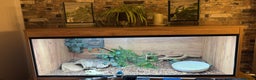 Snake reptiles for sale: 4ft tank and snake  - Advert 1