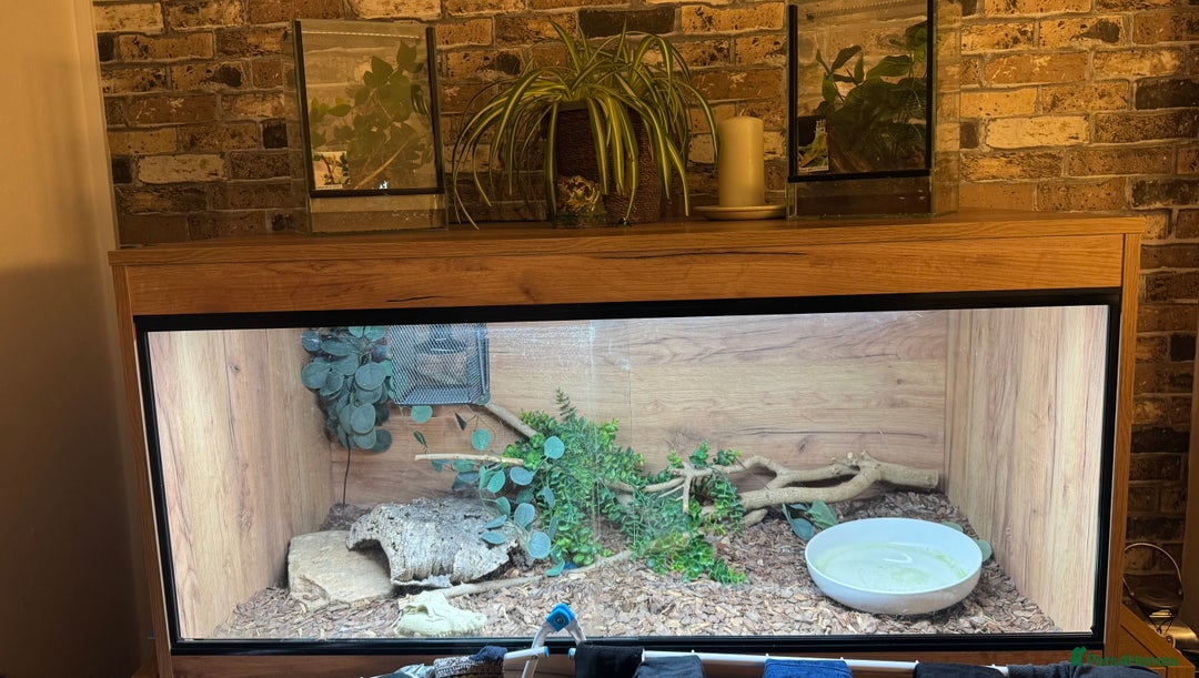 Snake reptiles for sale: 4ft tank and snake  - Advert 1