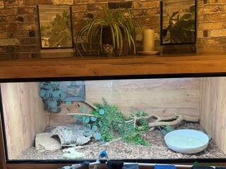 Snake reptiles Full viv set up can come with the snake - Advert 6