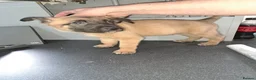 Belgian Shepherd Dog dogs for sale: Belgium Shepard x Dutch Shepard  - Advert 3