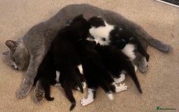 Mixed Breed cats for sale: Gorgeous litter of kittens British Blue X - Image 12
