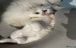 Ragdoll cats for sale: Pure fluffy Ragdoll kittens looking for5 star home - Image 12