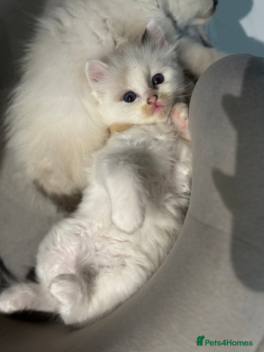 Ragdoll cats for sale: Pure fluffy Ragdoll kittens looking for5 star home - Image 12
